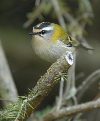 Vuurgoudhaan-Firecrest