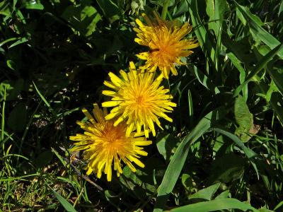Dandelion