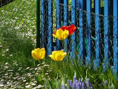 Some tulips