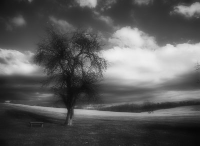 Tree and Clouds