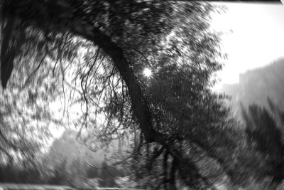 Sunburst and Tree Branch