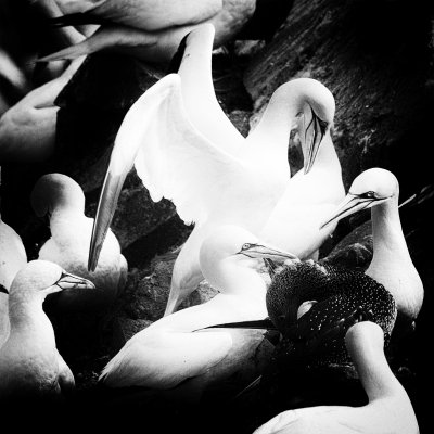 Northern Gannets