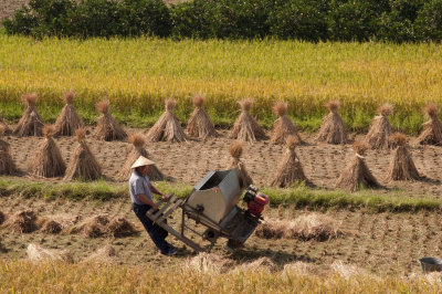  Rice Worker