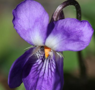 das erste Veilchen / the first violet