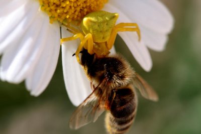 Vernderliche Krabbenspinne mit Beute / crabspider with prey