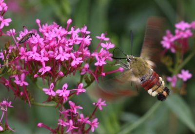 Hummelschwrmer / Broad-bordered Bee Hawk-moth / Sphinx fuciforme