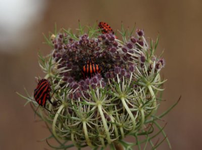Streifenwanzen auf wilder Mhre / striped shield bugs on wild carrot