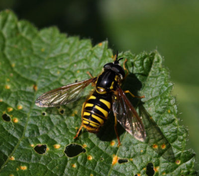 Wespenschwebfliege / wasp mimicking hoverfly