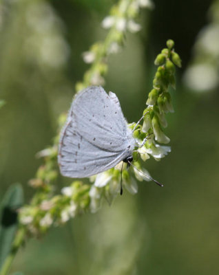 Faulbaumbluling / Holly Blue / Azur des nerpruns