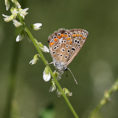Hauhechel-Bluling-Weibchen / Common Blue female / Azur de la Bugrane, femelle