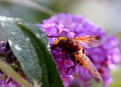 Hornissenschwebfliege / hornet mimic hoverfly / volucelle