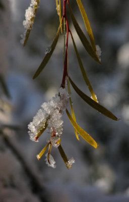 Olivenzweig mit Schnee / olivetwig with snow
