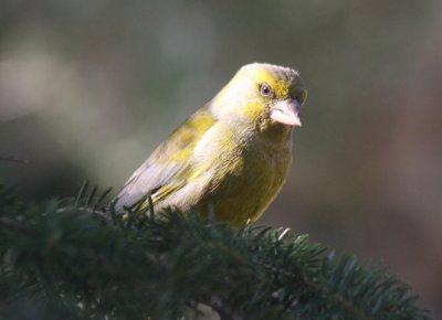 Grünfink oder Grünling / Greenfinch