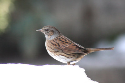 Heckenbraunelle / Dunnock