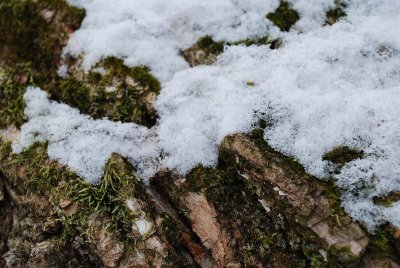 Snow On Willow Bark