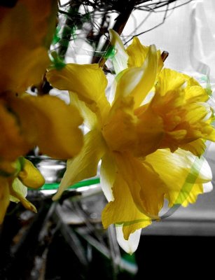 The Yellow Of Daffodils