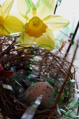 Nest, Egg, And Daffodil