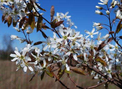 Serviceberry In Bloom