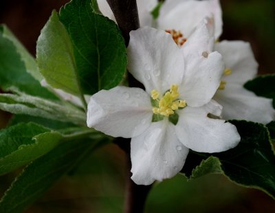 Ribston Pippin Apple Bloom
