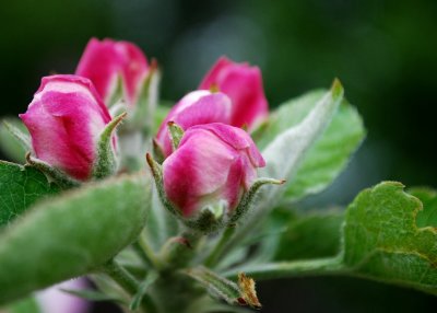 Future Apples