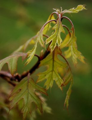 New Oak Leaves