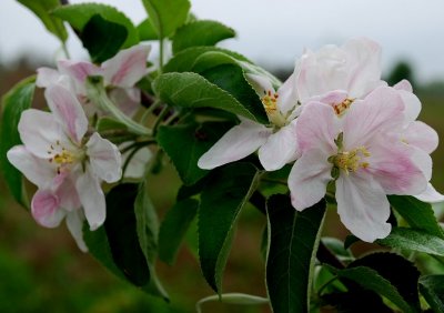 Cortland Apple Blossom