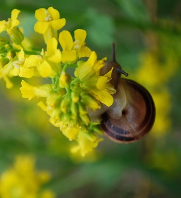 Nectar Loving Snail