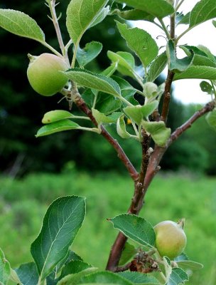 Young Apples Growing