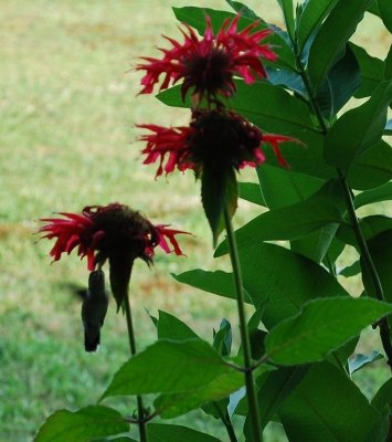 Hummingbird and Bee Balm Plant