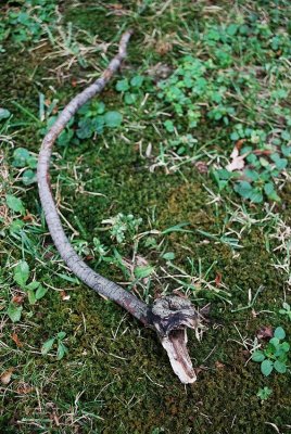 The Amazing Snake Twig