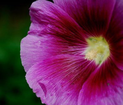 Hollyhock Central