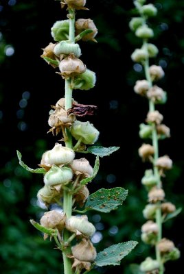 Towers Of Hollyhock Seed Pods