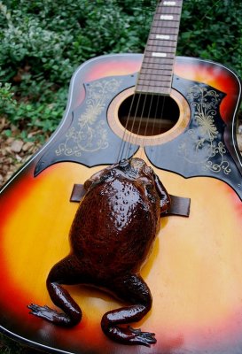 Learn To Play Guitar Like A Toad