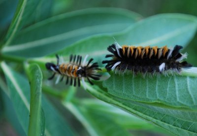 Milkweed Tussock Moth Caterpillars