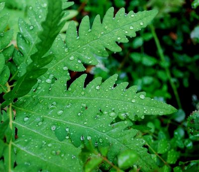 Fern Leaf With Raindrops