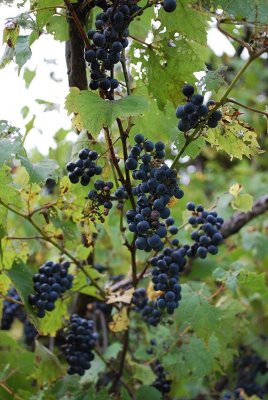 Wild Grapes, Hedgerow