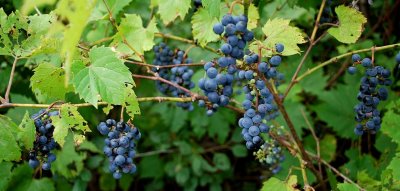 'Fox' Grapes, Wild At Summer's End