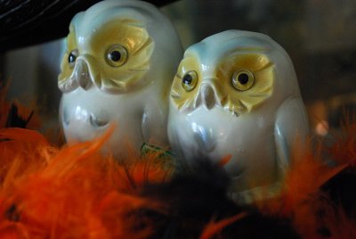 October Owls
