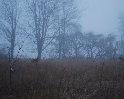 Foggy Landscape With Deer