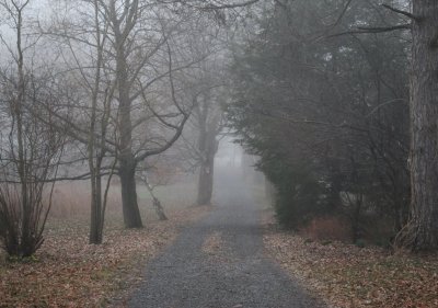 Driveway, Spring Fog