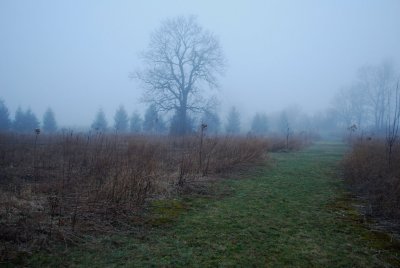 Foggy Dawn With Hickory