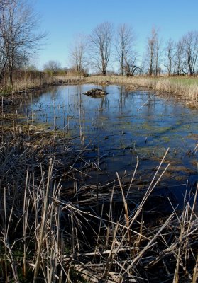 Muskrat Pond