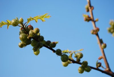 Wasp Galls On Oak