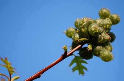 A Bouquet Of Gall