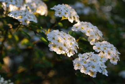 Spirea, Evening Light
