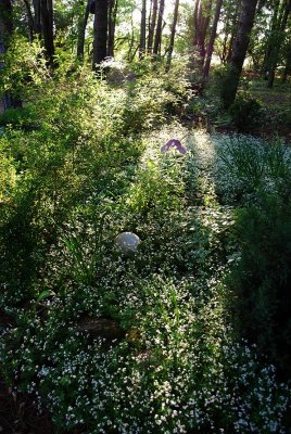 The Fairy Tale Back Garden