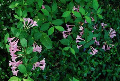Pink And Green