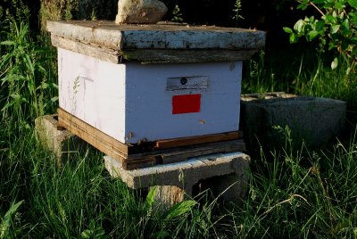 Flight Of The Honeybee