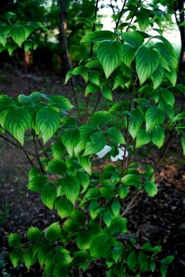 Glowing Dogwood Leaves