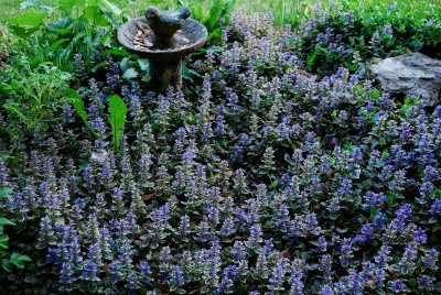 A Sea Of Ajuga